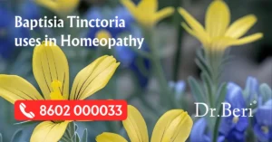 Baptisia Tinct