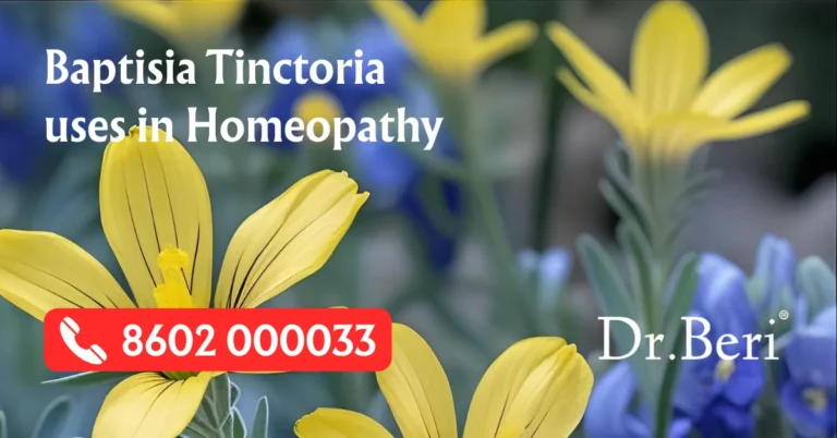 Baptisia Tinct